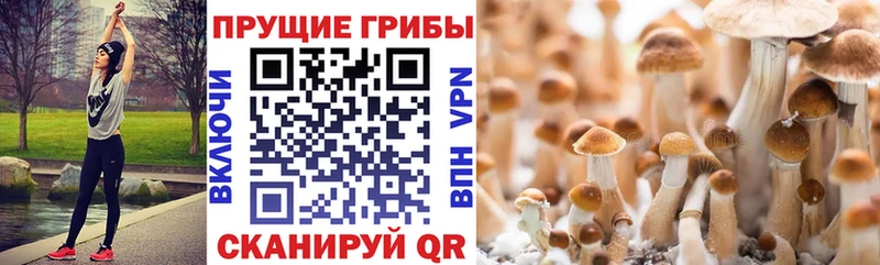 Псилоцибиновые грибы мицелий  Ленинск 